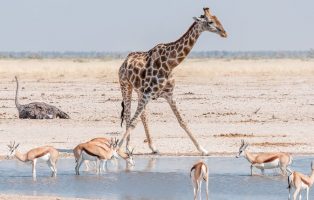 zwierzęta w Namibii