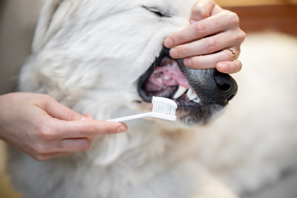 mycie zębów pupila pastą i szczoteczką dla psów